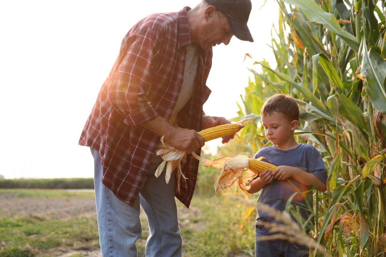 Grandfather and child picking corn