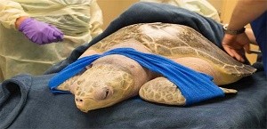 Tucker the Turtle